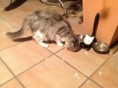/album/minou-la-gattina-di-casa/a2012-09-05-20-26-31-jpg/